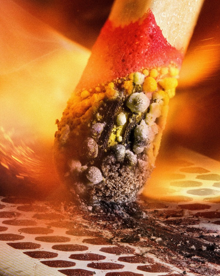 Nikon Small World Photomicrography 2023