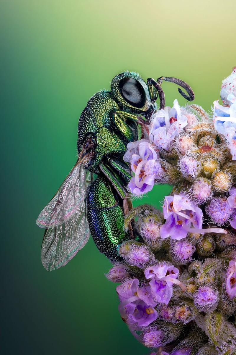 Nikon Small World Photomicrography 2023