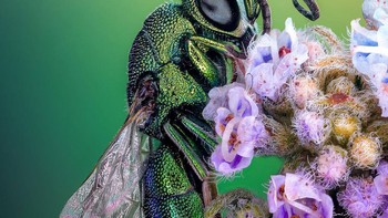 Juara ketiga belas diraih Satu Paavonsalo & Dr. Sinem Karaman. Menampilkan gambar Pembuluh darah dan limfatik pada kulit telinga tikus dewasa Foto: Nikon Small World Photomicrography