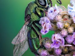 Karya Juara Kompetisi Dunia Kecil Nikon 2023 Bikin Tercengang