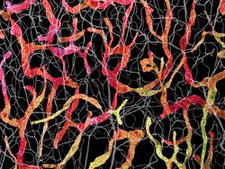 Karya Juara Kompetisi Dunia Kecil Nikon 2023 Bikin Tercengang