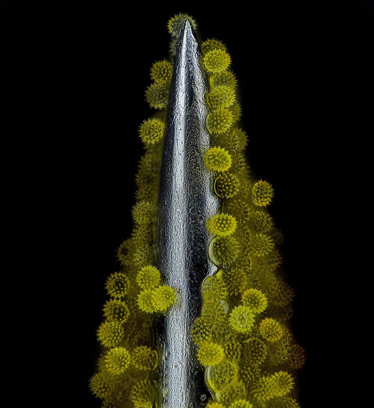 Nikon Small World Photomicrography 2023