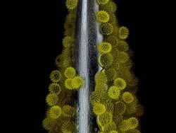 Karya Juara Kompetisi Dunia Kecil Nikon 2023 Bikin Tercengang