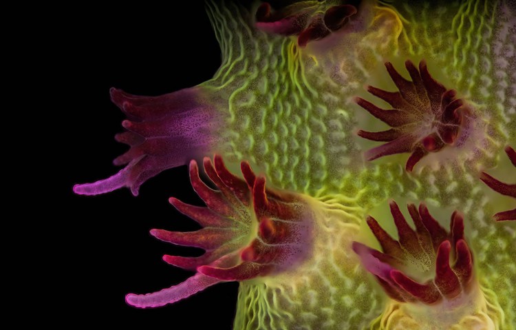 Nikon Small World Photomicrography 2023