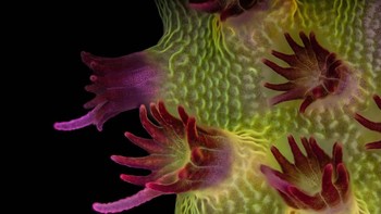 Juara kelima belas diraih Dr. Pichaya Lertvilai . Gambar neon dari Acropora sp. menunjukkan polip individu dengan simbiosis zooxanthellae Foto: Nikon Small World Photomicrography