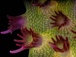 Karya Juara Kompetisi Dunia Kecil Nikon 2023 Bikin Tercengang