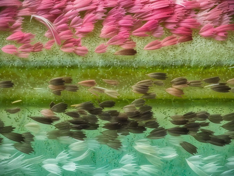 Nikon Small World Photomicrography 2023