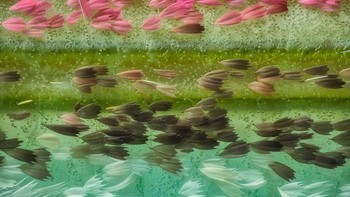 Juara ketujuh belas diraih  Yuan Ji . Menampilkan gambar Sisik sayap ngengat bulan Cina Foto: Nikon Small World Photomicrography