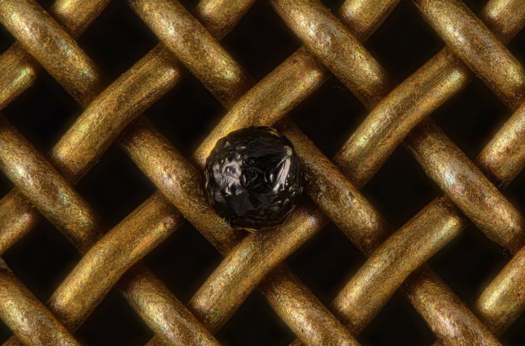 Nikon Small World Photomicrography 2023