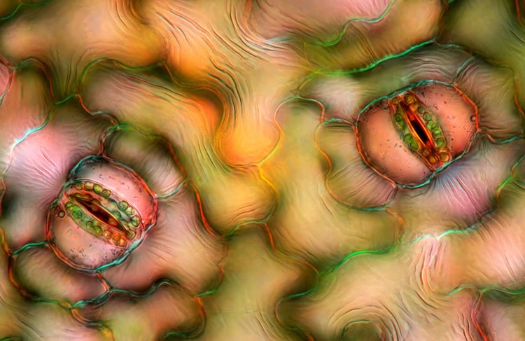 Nikon Small World Photomicrography 2023