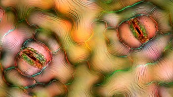 Juara kesembilan belas diraih Marek Miś . Menampilkan gambar Stomata pada epidermis daun lily perdamaian (Spathiphyllum sp.)  Foto: Nikon Small World Photomicrography