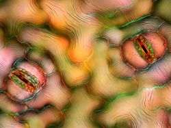 Karya Juara Kompetisi Dunia Kecil Nikon 2023 Bikin Tercengang