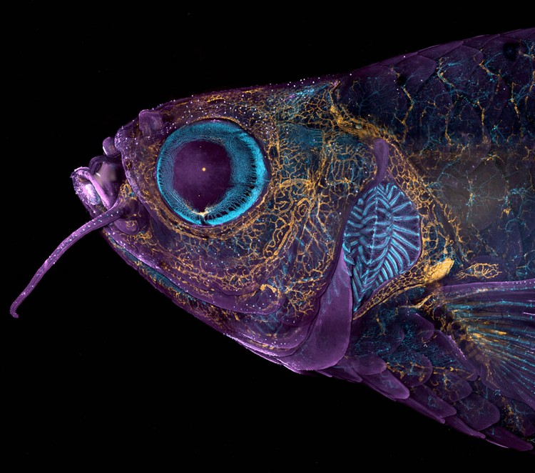 Nikon Small World Photomicrography 2023