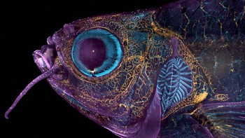 Juara kedua puluh diraih Daniel Castranova & Dr. Brant M. Weinstein . Menampilkan gambar Kepala ikan zebra transgenik dewasa menunjukkan pembuluh darah (biru), pembuluh limfatik (kuning), serta kulit dan sisik (magenta) Foto: Nikon Small World Photomicrography