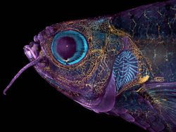 Karya Juara Kompetisi Dunia Kecil Nikon 2023 Bikin Tercengang