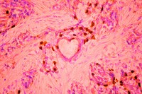 Nikon Small World Photomicrography 2023