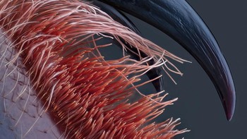 Juara keempat diraih John-Oliver Dum. Menampilkan gambar Tarantula kecil  Foto: Nikon Small World Photomicrography