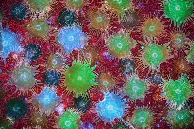 Nikon Small World Photomicrography 2023