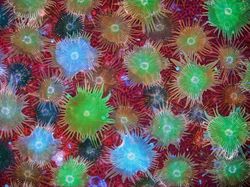 Karya Juara Kompetisi Dunia Kecil Nikon 2023 Bikin Tercengang