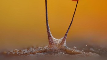 Juara keenam diraih Timothy Boomer. Menampilkan gambar Jamur lendir (Comatricha nigra) menunjukkan serat kapiler melalui peridium tembus pandang 7 Foto: Nikon Small World Photomicrography