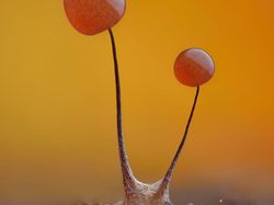 Karya Juara Kompetisi Dunia Kecil Nikon 2023 Bikin Tercengang