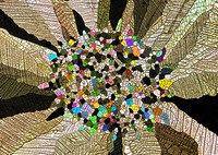 Nikon Small World Photomicrography 2023