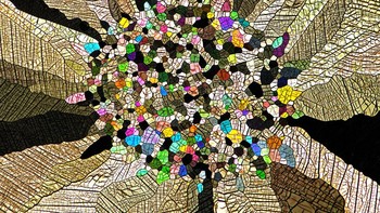 Juara ketujuh diraih Dr. Grigorii Timin & Dr. Michel Milinkovitch. Menampilkan gambar Embrio tikus Foto: Nikon Small World Photomicrography