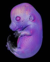 Nikon Small World Photomicrography 2023