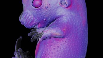 Juara kedelapan diraih Stefan Eberhard. Menampilkan gambar Kristal kafein. Foto: Nikon Small World Photomicrography