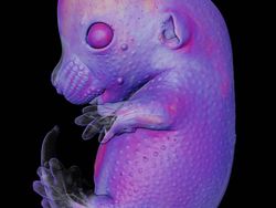 Karya Juara Kompetisi Dunia Kecil Nikon 2023 Bikin Tercengang