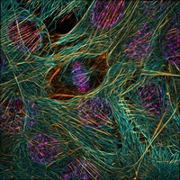 Nikon Small World Photomicrography 2023