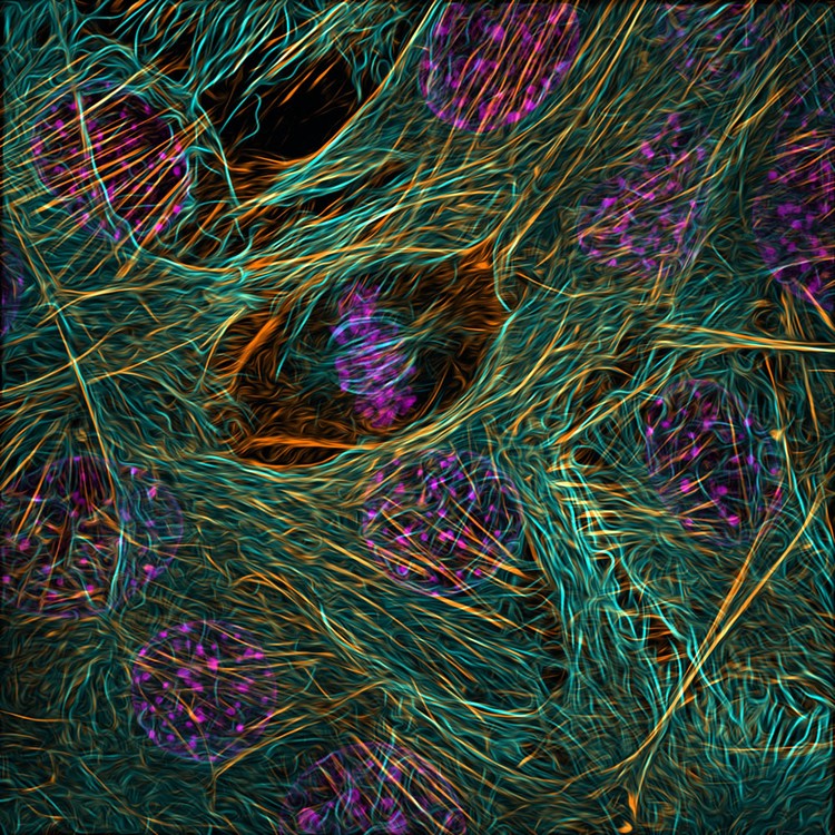 Nikon Small World Photomicrography 2023