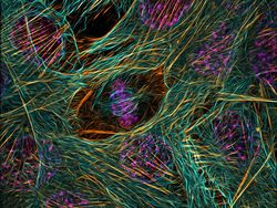 Karya Juara Kompetisi Dunia Kecil Nikon 2023 Bikin Tercengang