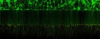 Nikon Small World Photomicrography 2023