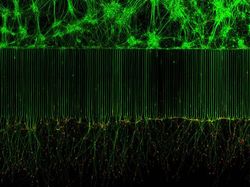 Karya Juara Kompetisi Dunia Kecil Nikon 2023 Bikin Tercengang