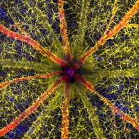 Nikon Small World Photomicrography 2023