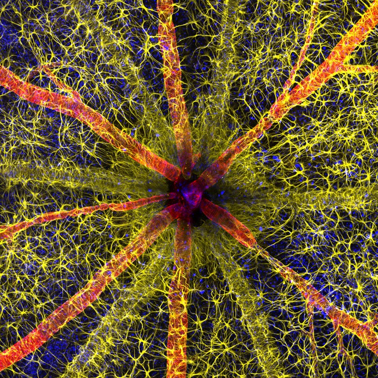 Nikon Small World Photomicrography 2023