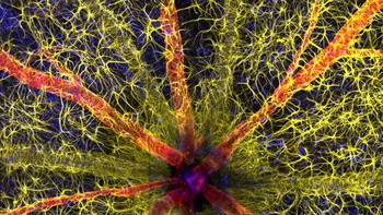 Juara pertama diraih Hassanain Qambari & Jayden Dickson . Menampilkan kepala saraf optik hewan pengerat menunjukkan astrosit (kuning), protein kontraktil (merah) dan pembuluh darah retina (hijau) Foto: Nikon Small World Photomicrography
