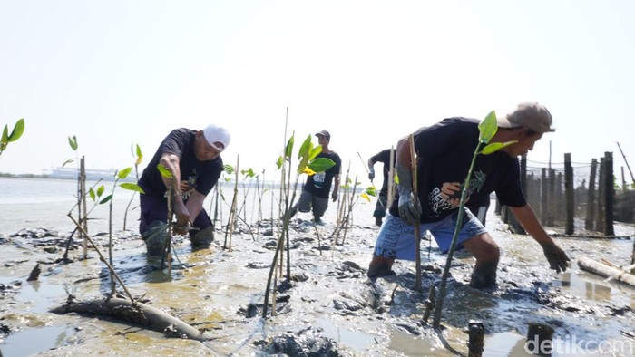 Penanaman mangrove dan bersih-bersih Pantai Romokalisari.