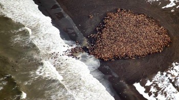 Baru-baru ini, ada tahun-tahun ketika lebih dari 30 ribu walrus berkumpul di pantai Alaska. Ini adalah sebuah tren berbahaya yang sering kali menyebabkan hilangnya nyawa dalam jumlah besar. Kerumunan di darat ini sangat berbahaya bagi bayi walrus, yang sangat rentan terlindas saat terinjak. Foto: CBS News