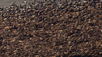 Selama dekade terakhir, es menghilang di Alaska sehingga memaksa ribuan walrus mengungsi ke pantai Alaska. Foto: CBS News