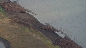 Foto udara yang diambil pada tanggal 23 Agustus 2015 ini memperlihatkan ribuan walrus Pasifik berkumpul di pantai barat laut Alaska, mencari tempat untuk beristirahat di tengah ketiadaan es laut. Ketika suhu laut meningkat, kawanan ini muncul di pantai Alaska pada awal tahun. Foto: CBS News