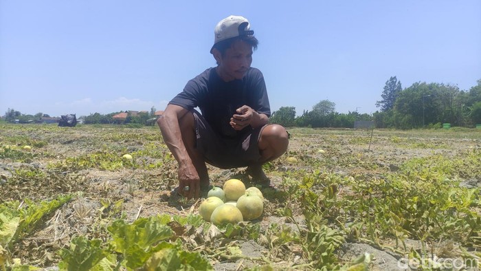 petani melon sidoarjo gagal panen
