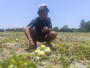 Dampak El Nino Bikin Petani Melon-Semangka Sidoarjo Gagal Panen