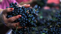 Pemanasan global, perubahan lingkungan terkini, dan berbagai penyakit semuanya berdampak pada jumlah buah anggur yang ditanam di kebun anggur.  