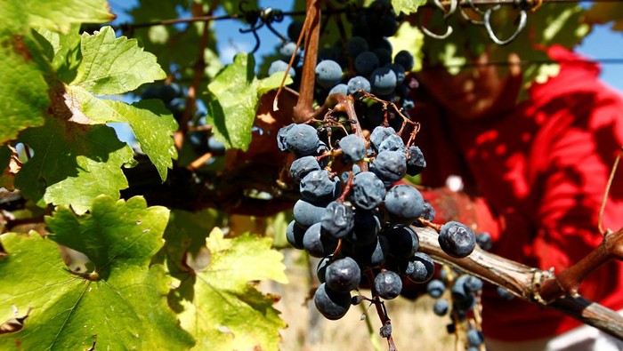A worker harvests grapes at Lepovo vineyards near Kavadarci, North Macedonia October 9, 2023. REUTERS/Ognen Teofilovski