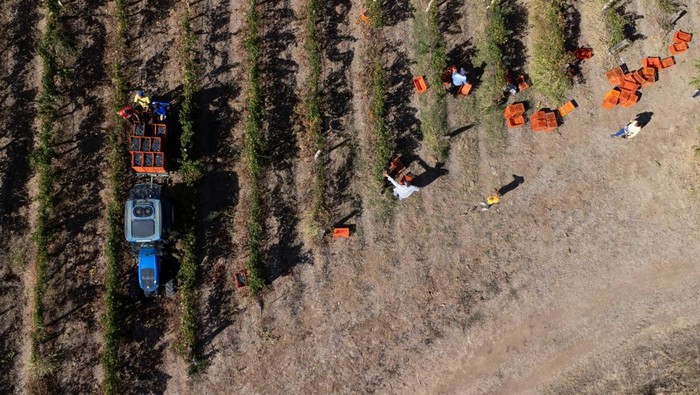A worker harvests grapes at Lepovo vineyards near Kavadarci, North Macedonia October 9, 2023. REUTERS/Ognen Teofilovski