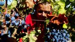 Produksi Anggur di Makedonia Utara Menurun Akibat Perubahan Iklim