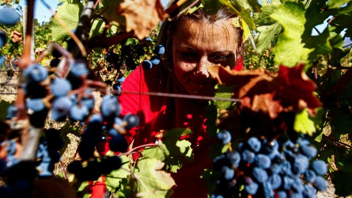 Produksi Anggur di Makedonia Utara Menurun Akibat Perubahan Iklim A worker harvests grapes at Lepovo vineyards near Kavadarci, North Macedonia October 9, 2023. REUTERS/Ognen Teofilovski