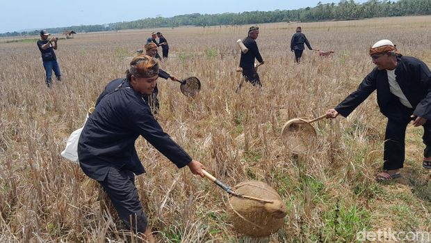 Prosesi Festival Tampaling dan Ngampihan Pare di Desa Cikalong Pangandaran Prosesi Festival Tampaling dan Ngampihan Pare di Desa Cikalong Pangandaran
